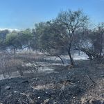 Manavgat'ta boğaz mendirek yolunda korkutan yangın