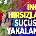 İncir hırsızları suçüstü yakalandı