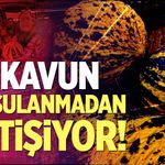 Bu kavun tek damla su verilmeden yetişiyor