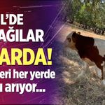 Çivril’de kaybolan iki buzağı mahalle halkını seferber etti