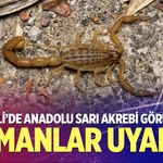 Çameli’de Anadolu Sarı Akrebi göründü: Uzmanlar uyardı