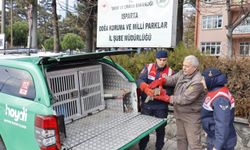 Kızıl şahin, jandarma ekiplerinin çabalarıyla kurtarıldı