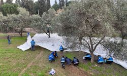 Nazilli Belediyesi’nden zeytin hasadı