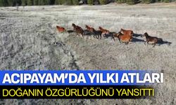 Acıpayam’da Yılkı Atları Doğanın Özgürlüğünü Yansıttı