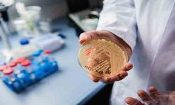 Kadınların gizli ve korkulu rüyası: Candida mantarı