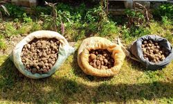 10 kilo salep toplarken yakalandılar