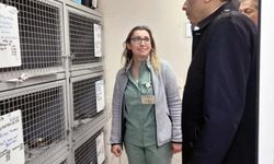 Geçici Hayvan Bakım Evi’nde inceleme