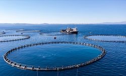 Karadeniz Bölgesi'nin su ürünleri ihracatı ilk çeyrekte 62 milyon doları aştı