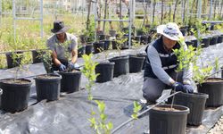 Yaban mersini ve aronya üretimi için çalışma başlatıldı
