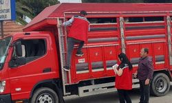 Kurbanlık nakli yapan araçlara sıkı denetim