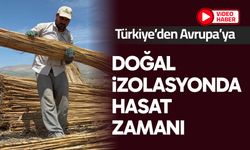 Eber Gölü'nde kamış hasadı zamanı