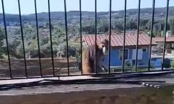 Kaçak maymun alarmı