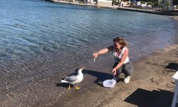 Sevimli martı Kumluk Plajı’nın maskotu oldu