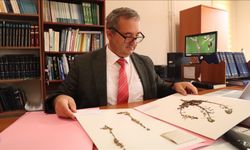Zararlı böcekleri yaklaştırmayan bitkilerin kimyasal savunması araştırılıyor