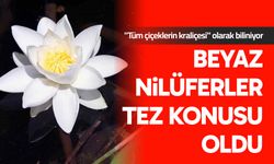 Beyaz nilüferler tez konusu oldu