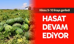 Hasat devam ediyor: Kilosu 9-10 liraya geriledi