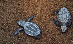 Muğla'da sezonun ilk caretta caretta yavruları yuvalardan çıktı