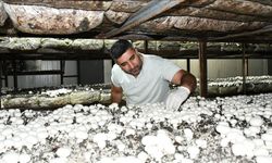 Devlet desteğiyle kurduğu tesiste yıllık 600 ton kültür mantarı üretiyor