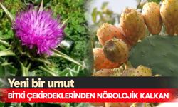 Bitki çekirdeklerinden nörolojik kalkan