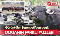 Doğanın farklı yüzleri