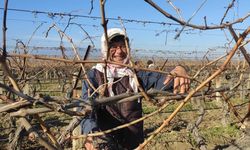 Sarıgöl’de bağ budama işçi ücretleri belli oldu
