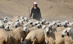 Devlet desteğiyle besiciliğe başlayan kadın 250 hayvana ulaştı