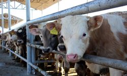 Et ve Süt Kurumu’ndan o iddialara yalanlama