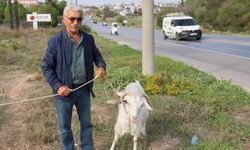 Keçileri ile tatil yapıyor