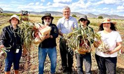 Fusarium hastalıklarına karşı bilimsel çözüm geliştirildi