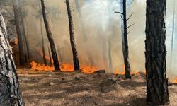 Seydikemer'de orman yangını