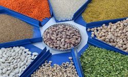 Türkiye'nin hububat, bakliyat, yağlı tohumlar ihracatı 10 ayda 10 milyar doları aştı