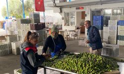 Zeytin rekoltesi ve kalite kontrol çalışmaları sürüyor