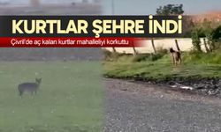 Kurtlar şehre indi