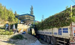 Defne yaprağı bir köyün geçim kaynağı oldu