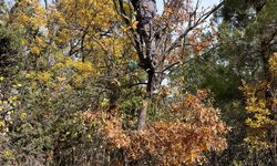 30 yıl önce aşıladığı meyveler bölge halkına gelir oldu