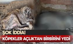 Şok iddia! Köpekler açlıktan birbirini yedi