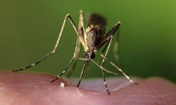 İklim Değişikliği Sadece Doğayı Değil, Sağlığımızı da Tehdit Ediyor