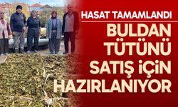 Hasadı tamalanan tütünler satış için hazırlanıyor