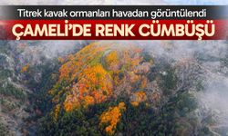 Çameli'de kartpostallık manzara: Titrek kavak ormanları havadan görüntülendi