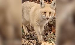 Çiftçinin tilkiyle sohbeti cep telefonu kamerasına yansıdı