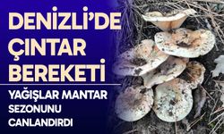 Çameli’de cintar bereketi