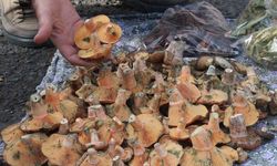 Lezzeti cezbediyor, toplaması dikkat istiyor