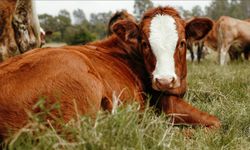 Damızlık amacıyla kullanılacak hayvanlara ilişkin usul ve esaslar düzenlendi