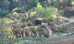 Marmaris'te domuz istilası sürüyor: "Yeni adres mezarlıklar"