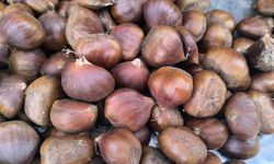 Kestane fiyatıyla yüzleri güldürdü