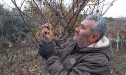 İnatçı erik soğukta çiçek açtı