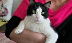 Denizli’de sahipli hayvanlar için kimliklendirme uyarısı