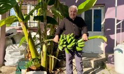 70 rakımda muz hasadı yaptı