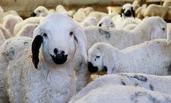 Küçükbaş hayvancılığa yeni destek programı