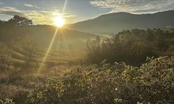Isparta'nın gül bahçeleri sarı ve turuncuya büründü